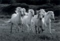 /album/galerie-photos/chevaux-7-jpg/